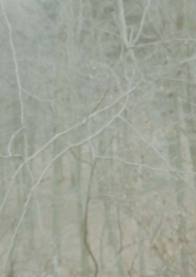 Floor trace produced from the observed territory