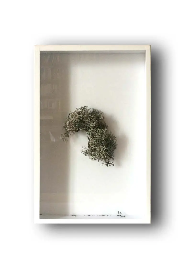 Lichen preserved in a display box as a material trace of the site