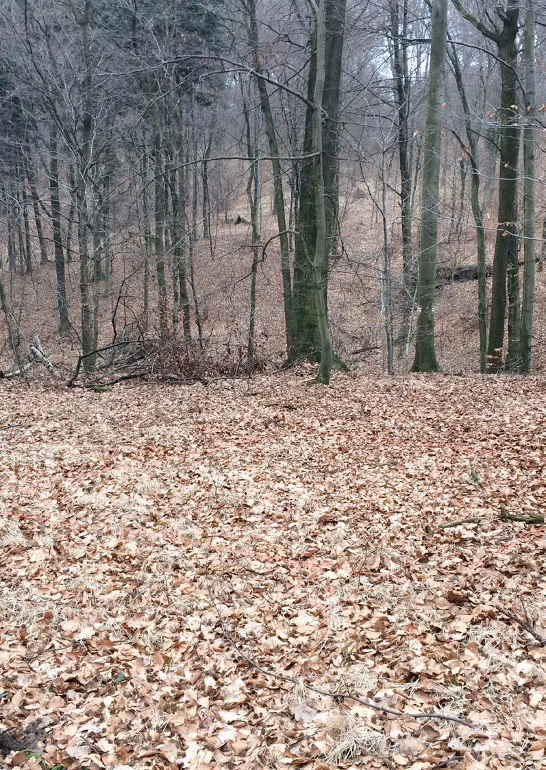 The delimited forest territory documented for Dissolve Spaces